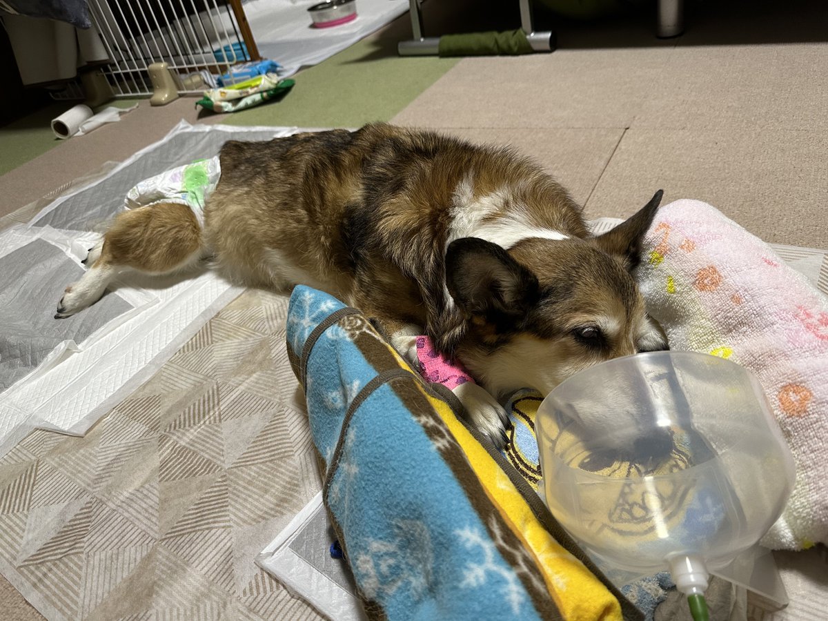 sz_code500's tweet image. おはようございます。 #corgi
先ほど帰宅。深夜に体調を崩し夜間病院へ。ちょっと言葉が出てこない…