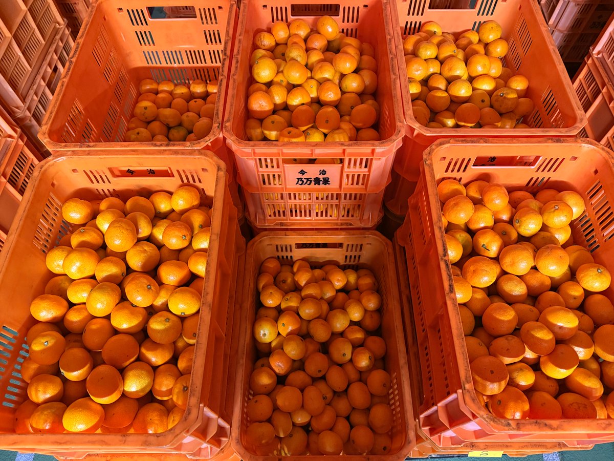 nomakajuen's tweet image. みかんがみっかったので5kgあげます。11/28までにフォロー＆リポストしてくれた方から抽選で2名様に。みかんがみっかんないとリプをすると当選確率は1.00倍。今日も落ち着いていきましょう。