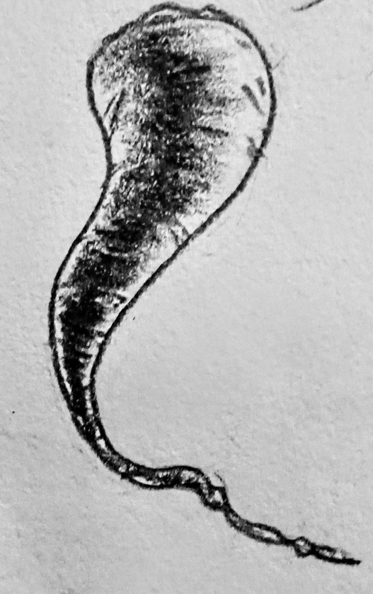 Ricoboydragon13's tweet image. Sketches and hatching shading of some Carrots. Wasn&apos;t that hard ✨🥕
#sketchart