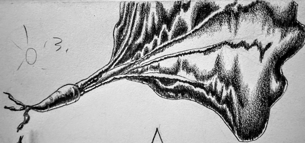 Ricoboydragon13's tweet image. Sketches and hatching shading of some Carrots. Wasn&apos;t that hard ✨🥕
#sketchart