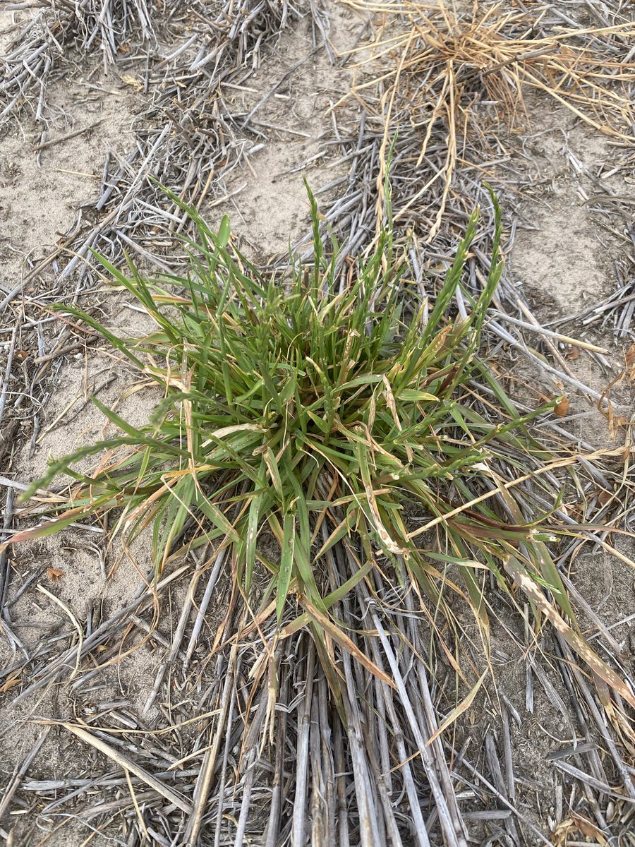 CropDoctor54's tweet image. Hmmmmm….. 🤔🤔🤔
There’s always one.