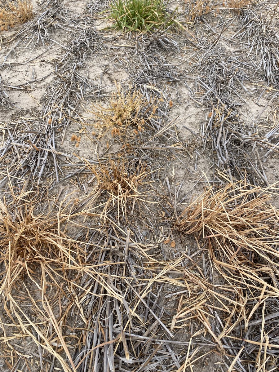 CropDoctor54's tweet image. Hmmmmm….. 🤔🤔🤔
There’s always one.