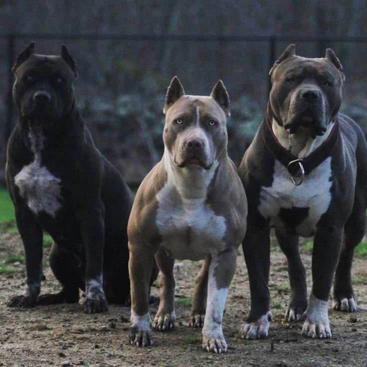 ImpactMediaFR's tweet image. 🚨🇺🇸 FLASH

UNE ÉTUDIANTE DE 23 ANS A ÉTÉ DÉVORÉE PAR LES PITBULLS QU’ELLE GARDAIT !

Une étudiante américaine de 23 ans a été tuée et mutilée par les trois pitbulls qu’elle gardait. Elle, qui avait déjà gardé les enfants des propriétaires des chiens, pensait que s’occuper des…
