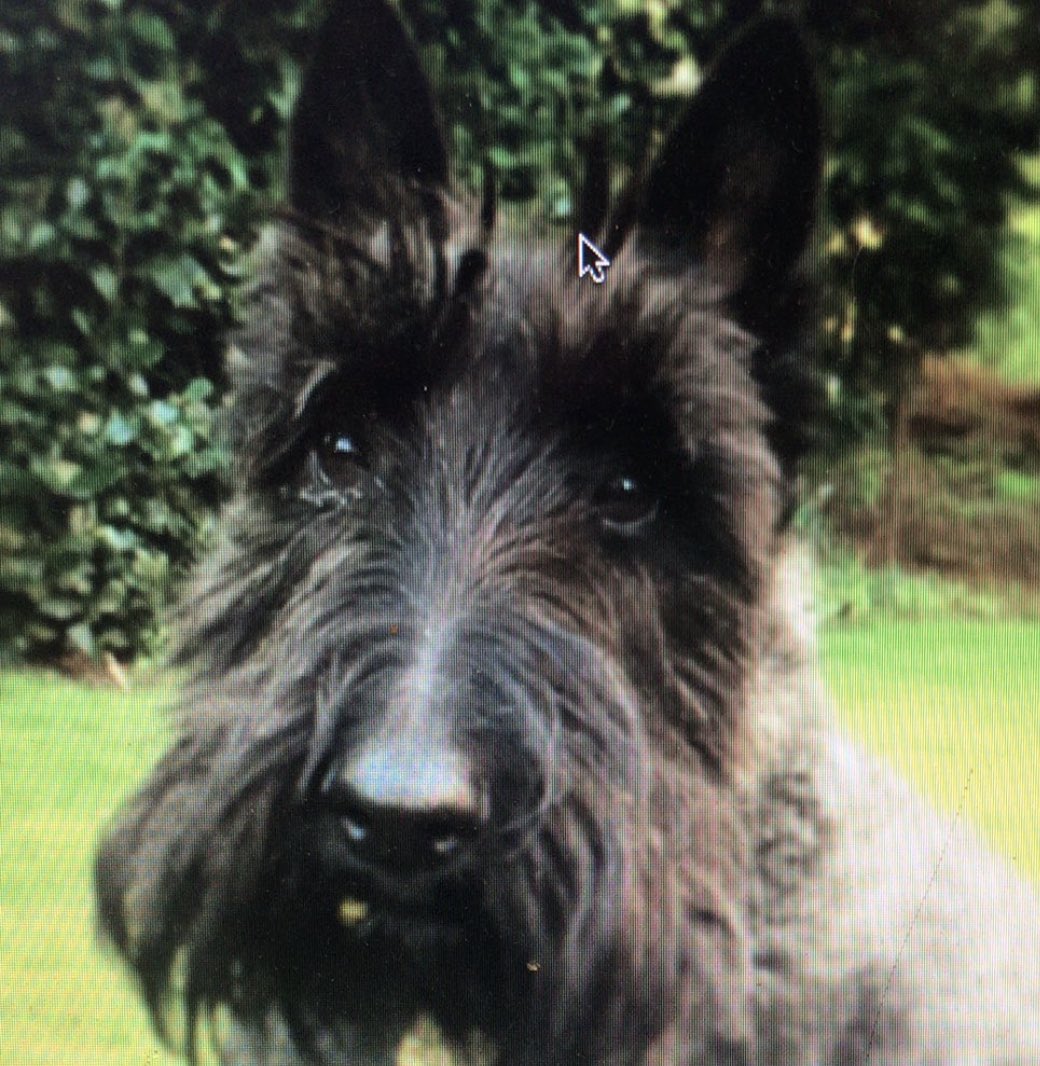 Put the tee up before in ours as we’re all gutted when Rupert’s bauble came out. That’s stinking Scottie made Christmas here.