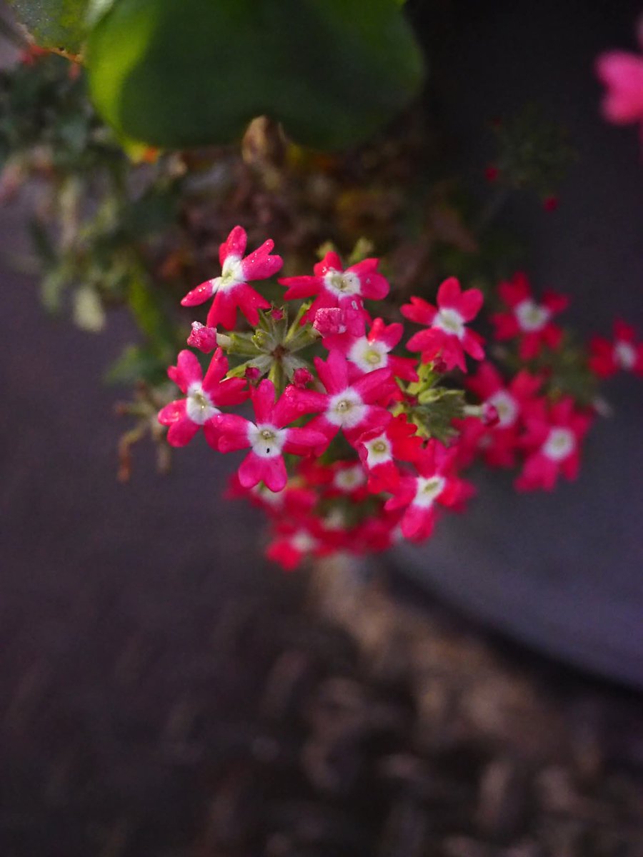 お花III(二連花) ❁102〜111 今朝の我が家の草花令和七年十一月二十七日27th/NOVEMBER/2025