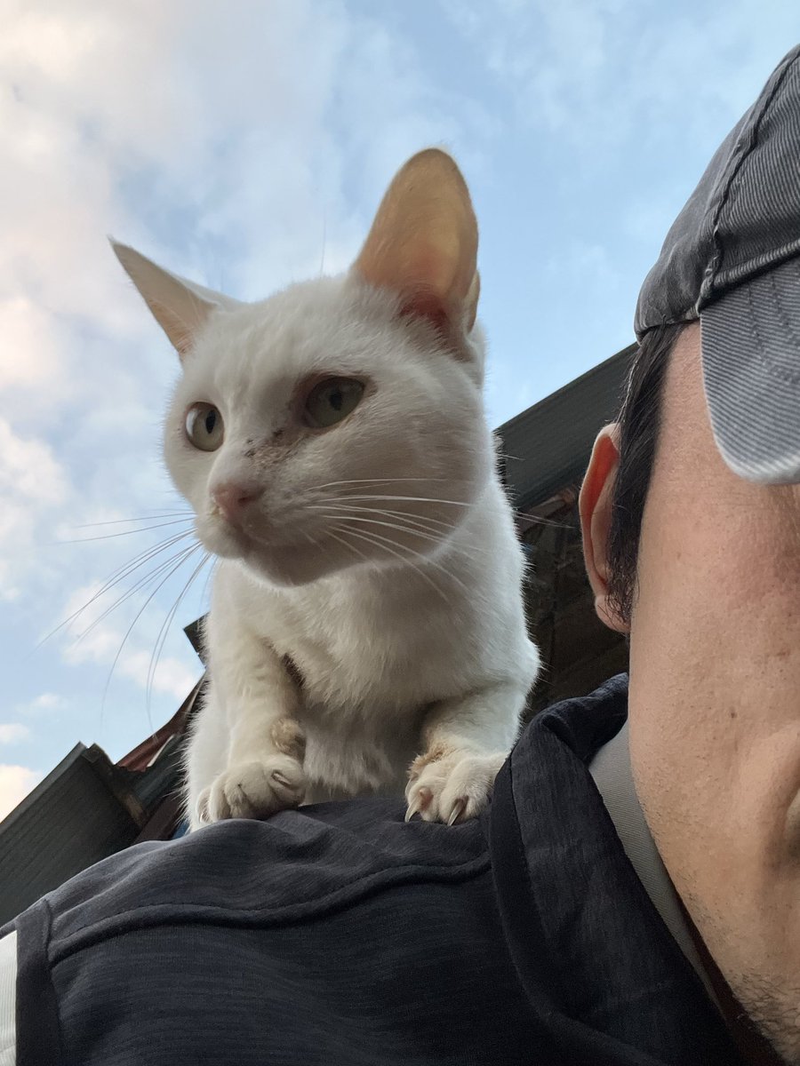 roushogun's tweet photo. ねこ好きとして恐悦至極 https://t.co/A2AAYTqEYV