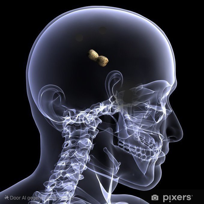 Anubis_nl 🇳🇱 tweet media