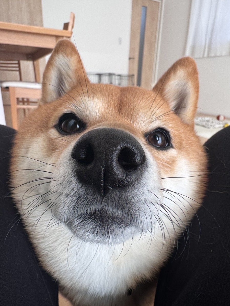 tawashi429's tweet image. ねーねー
さつまいも食べてる？🍠