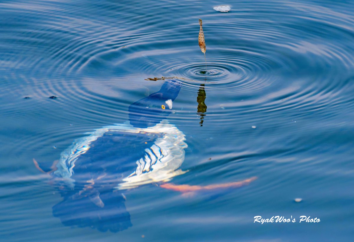 rb_merganser's tweet image. 潜水鴨がらみで印象深かったのは2022年撮影のこれ。カモに追われたエビが水面から飛び出したところ。その瞬間にカモはエビを見失ったか、エビは再び水中へ戻って逃走。