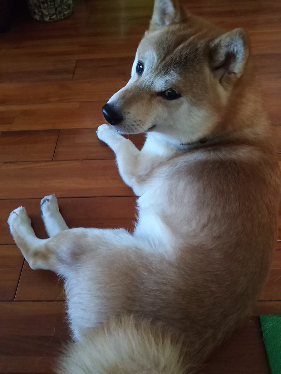 おはよう☁久しぶりの #イーヌー氏アルバム  いい顔してるなぁ✨
さあ、今日もがんばろ└( 'ω')┘