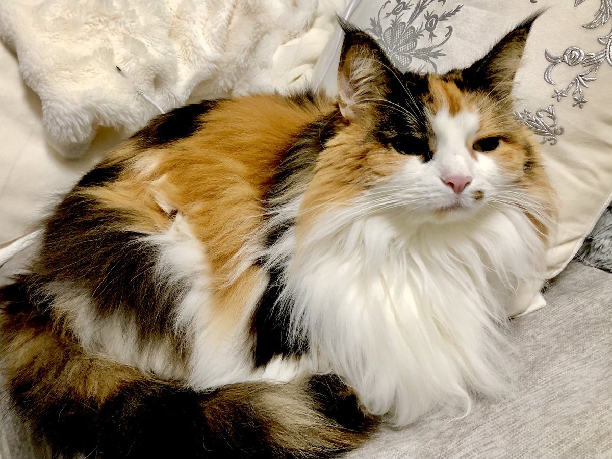 ⭐︎よっしー⭐︎ Z/X -Zillions of enemy X- アイドル♪スプラッシュフェスタ | TCG