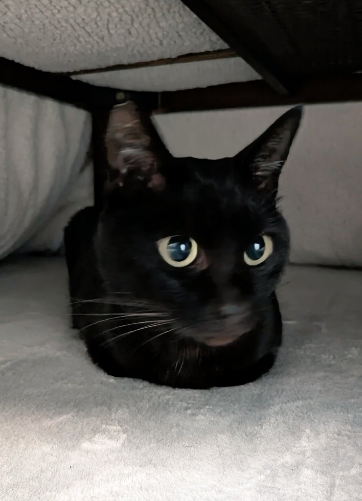 くろねこ みいたろう (@kuro0302cat) / Posts and Replies / X