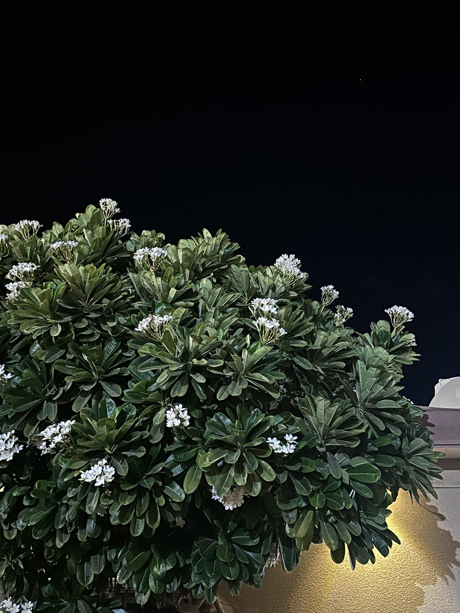 LO_loo's tweet image. 