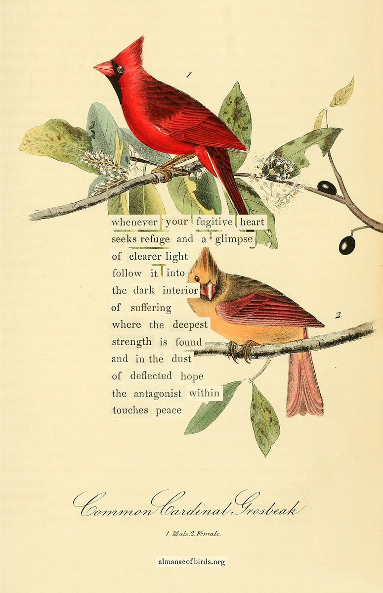 If you are going through a hard time, this #birddivination is for you. Find it as a solo print and part of the deck of 100, along with the story and process behind these strange creations, at almanacofbirds.org