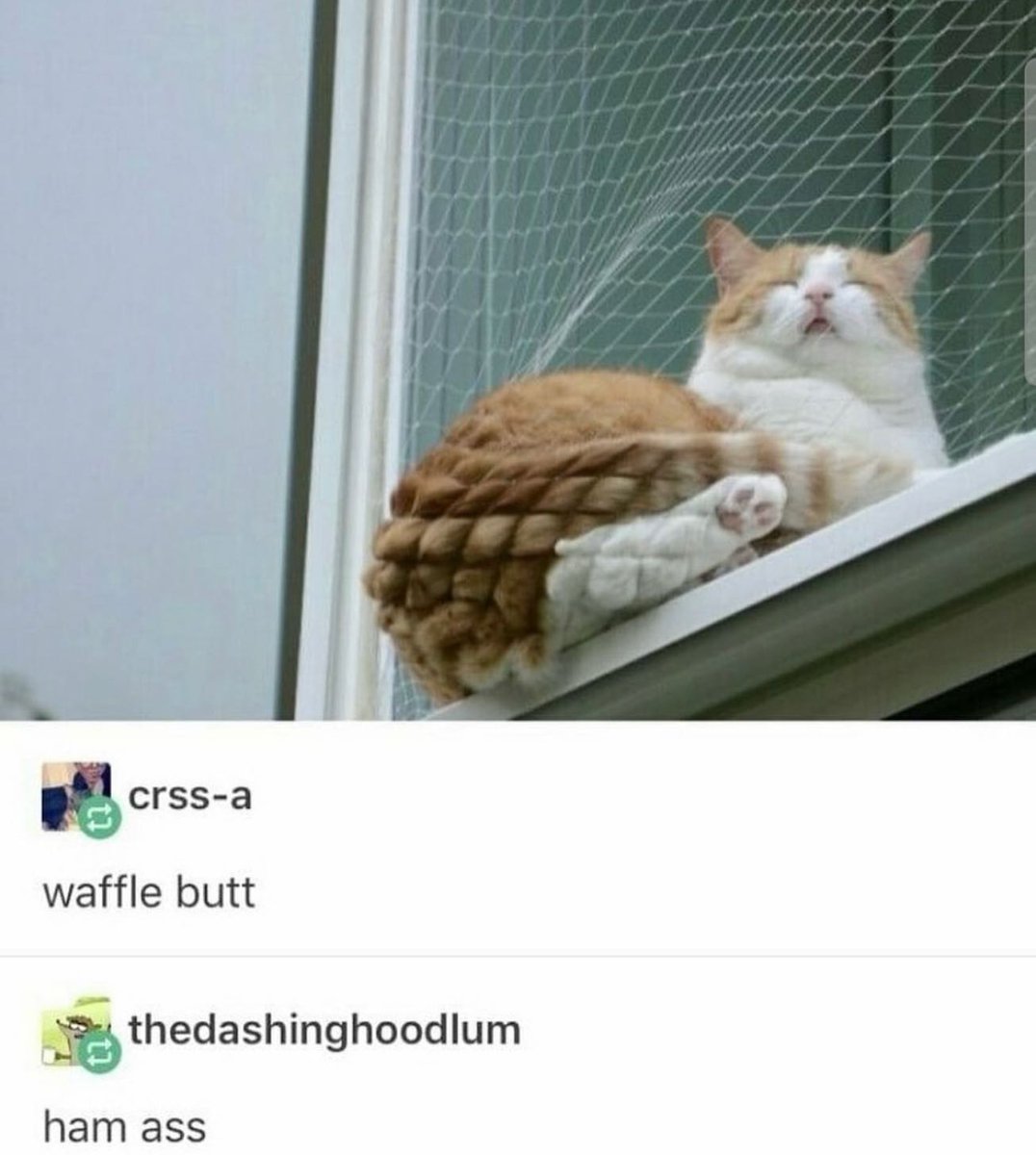 PunchingCat's tweet image. 