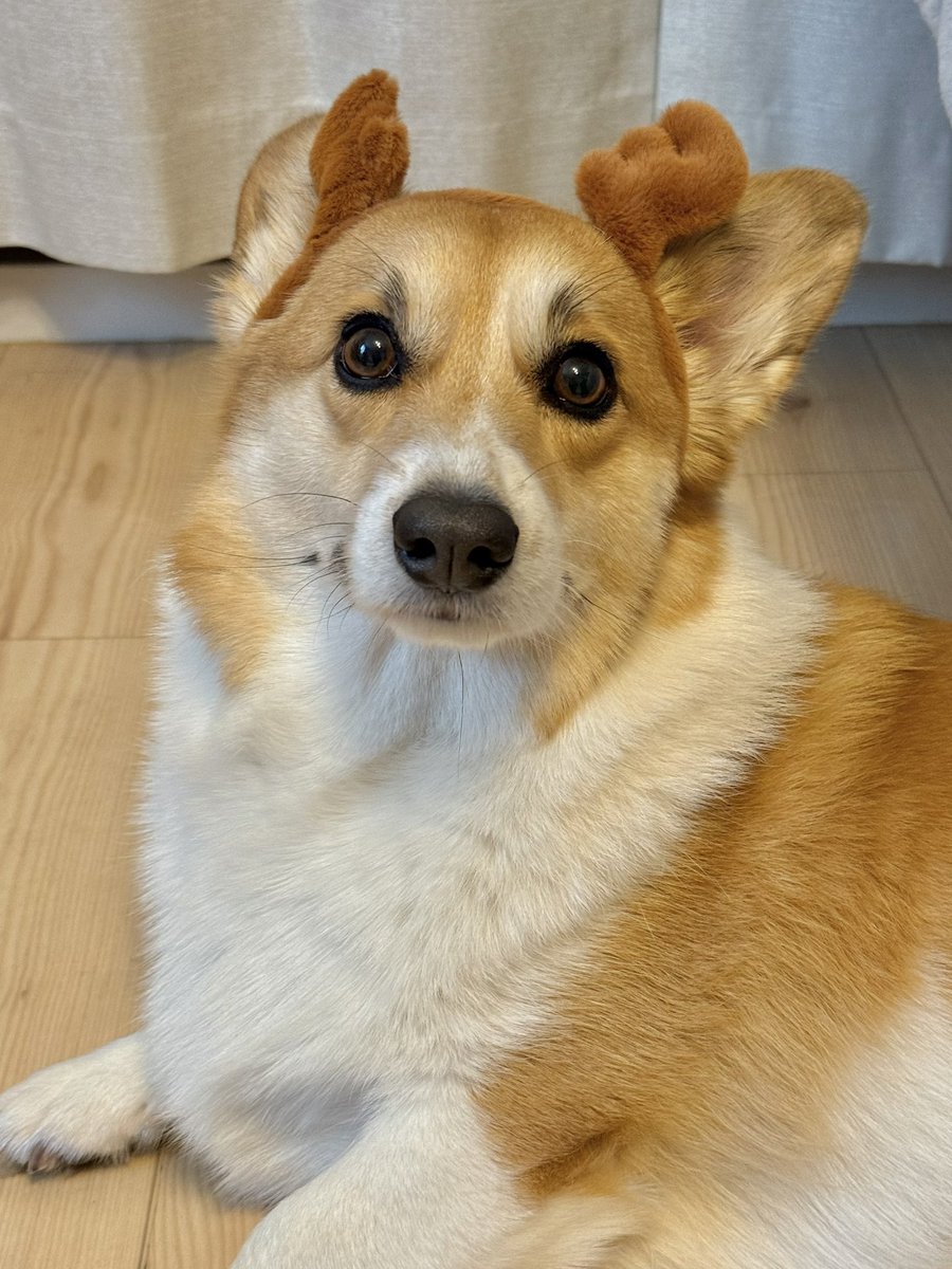 こむぎ👒🌾 (@k0mugichan_) / Posts / X