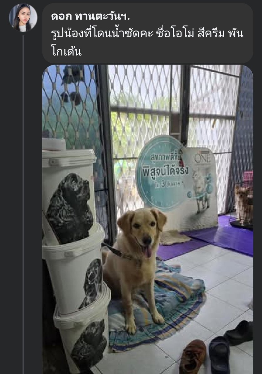 mynameisnan94's tweet image. ‼️อัพเดตล่าสุด‼️‼️จากเฟสเจ้าของเคสโพสเมื่อ1ชม.ที่แล้ว 
&apos;ตอนนี้หนูปลอดภัยแล้วนะคะ น้องหมาน้องแมว ทั้งหมดปลอดภัย แต่มีแมวหาย1ตัว ตาย1ตัว และหมาโดนน้ำพัดหาย1 ตัวค่ะ 
ตั้งแต่วันนั้นจนตอนนี้ยังไม่มีใครเข้ามาช่วยเหลือหนูเลยค่ะ หนูลอยเกาะตู้เย็นพาเด็กๆว่ายน้ำออกมาเกาะหลังคาบ้านตรงข้าม…