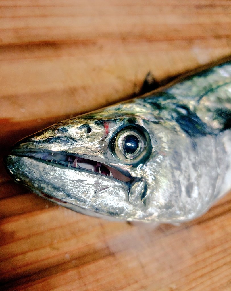 サゴシどちゃくそ悔しそうな表情で草