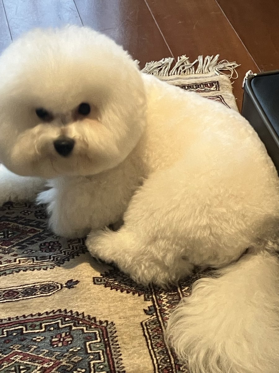 10ヶ月　トリミング