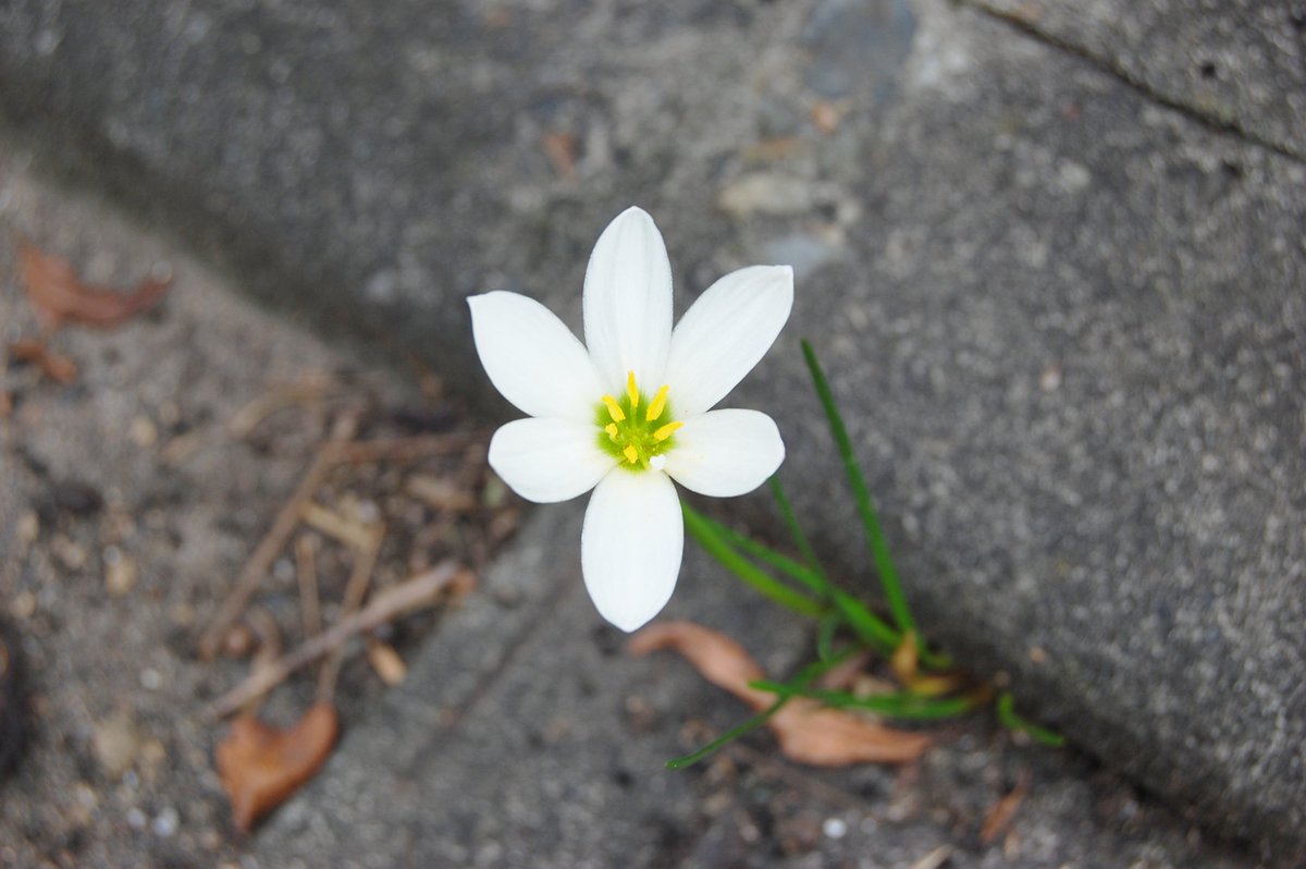 null_null33's tweet image. ﾊﾞｲﾄくんこないオワタ