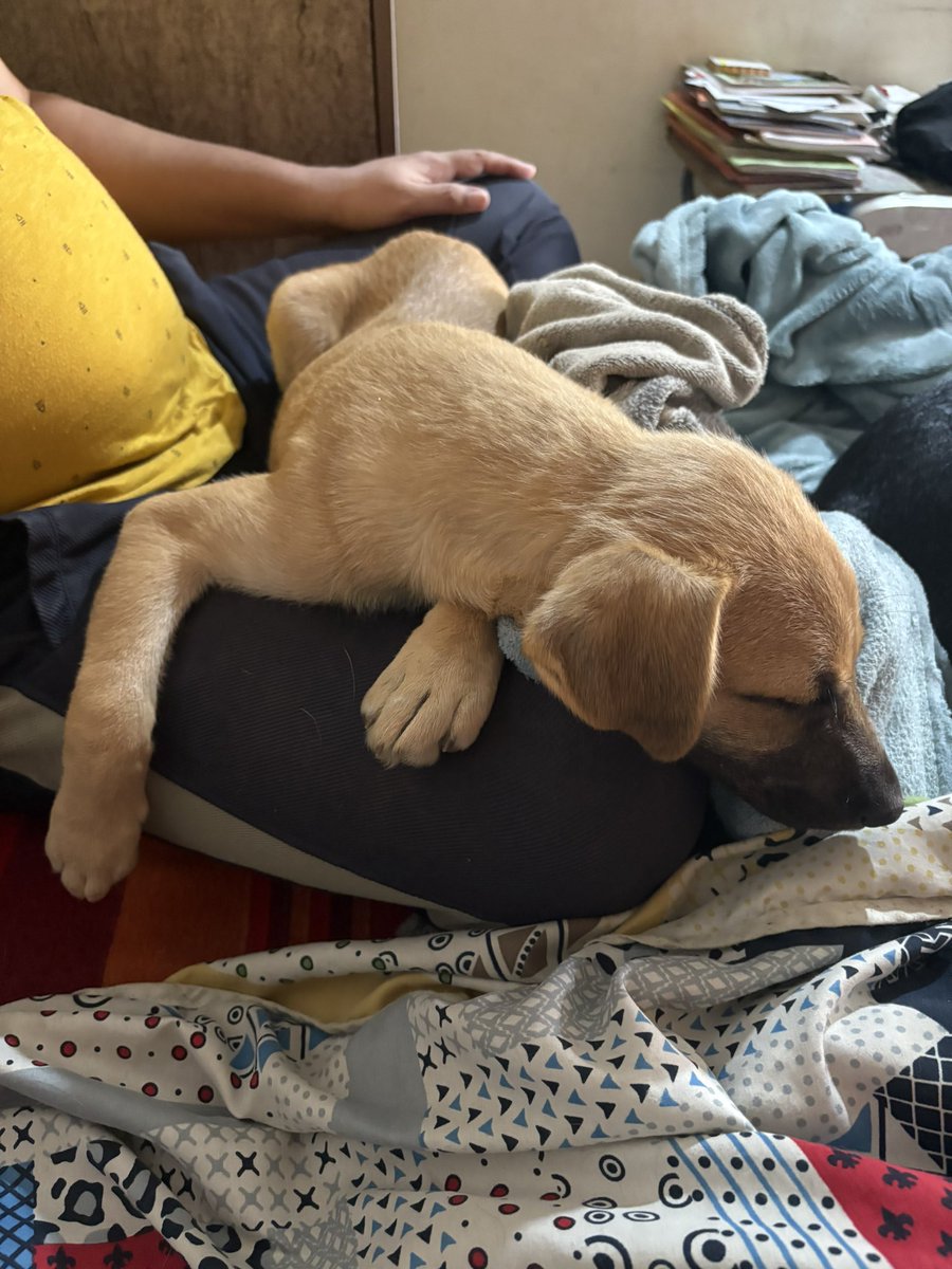 Floof looking for a home.