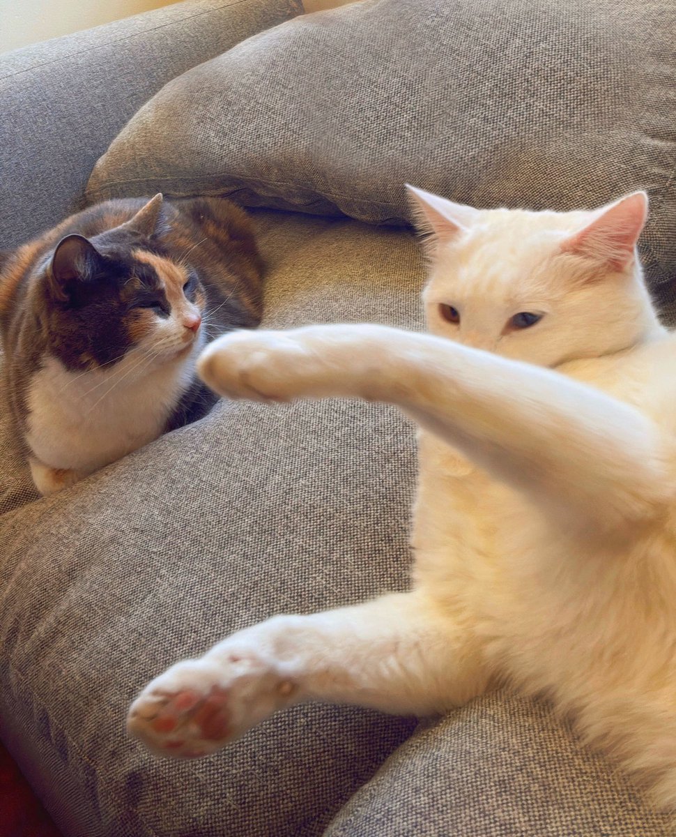 En la bitácora gatuna, presentamos: “…Y entonces que me deslizo así para aventarle una esfera de energía, de este tamaño, al monstruo que estaba en la oscuridad”. 
🐾♥️