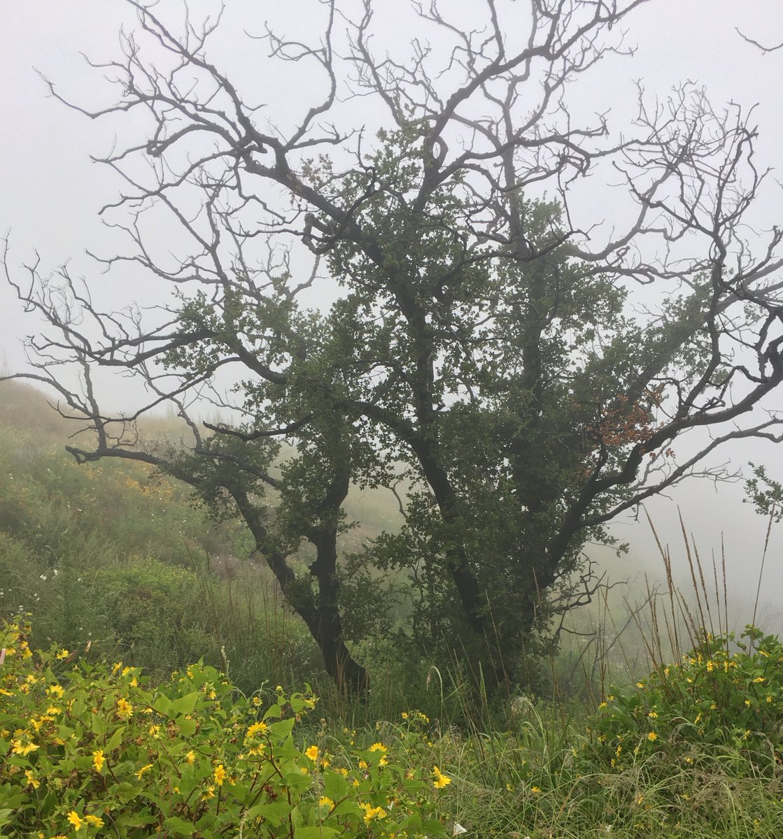 Kim Cary tweet media