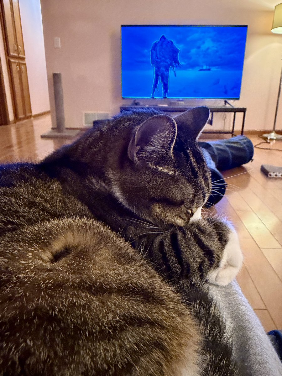 무서워서 못 보겠다냥