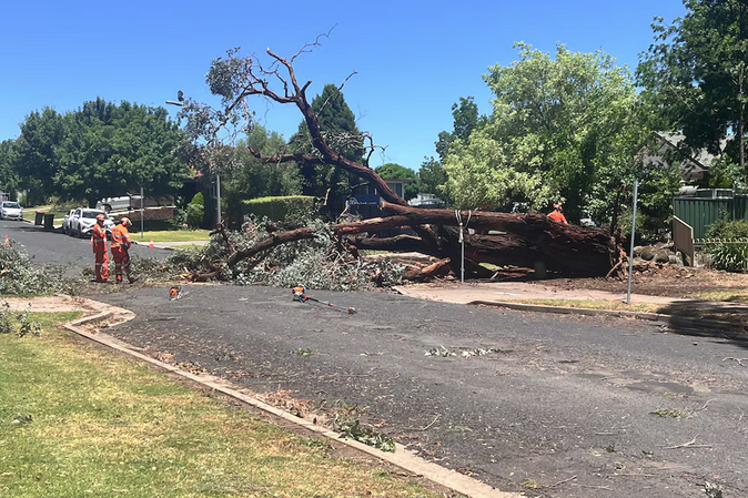 TreeProblemsNSW's tweet image. A man in his 20s suffered multiple injuries when a tree fell on his car  during a "ferocious" storm that hit Orange NSW just before midday, where  wind gusts of 110 kms per hour were recorded. ABC News.
abc.net.au/news/2025-11-2…