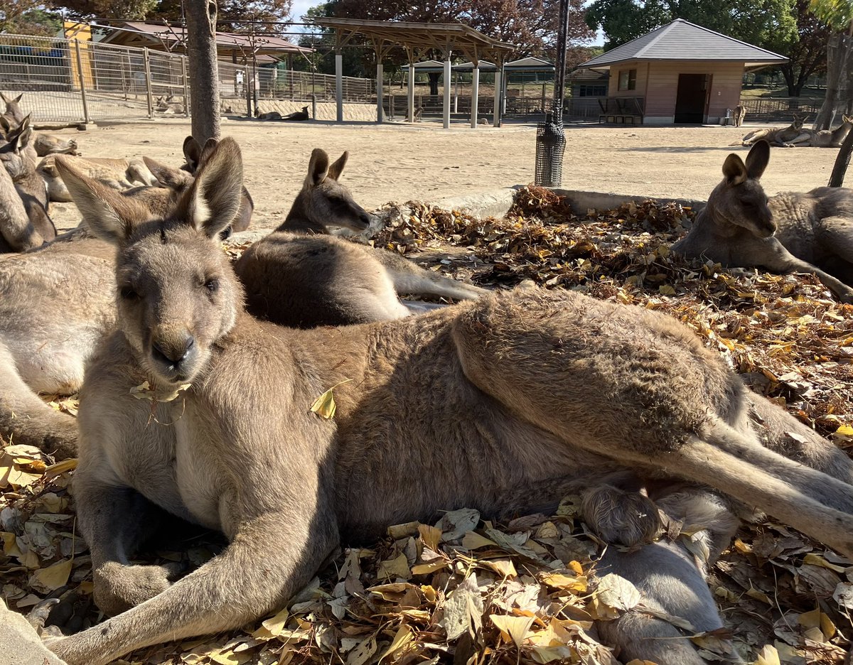 hibiki_kangaroo's tweet image. 落ち葉プール始めました🍂
食べて遊んで、休んだりとのんびり過ごしています🤗
口元に付いた落ち葉は気にしてないようです笑
#グリーンパーク #カンガルー広場　
#ひびき動物ワールド 
#オオカンガルー
#落ち葉プール