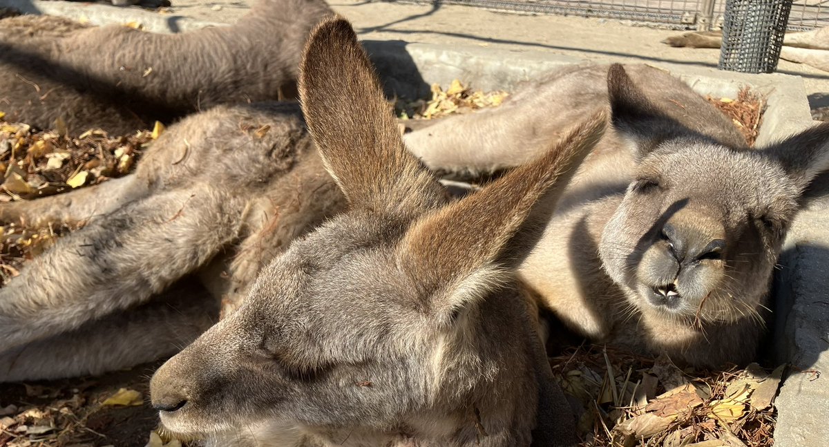 hibiki_kangaroo's tweet image. 落ち葉プール始めました🍂
食べて遊んで、休んだりとのんびり過ごしています🤗
口元に付いた落ち葉は気にしてないようです笑
#グリーンパーク #カンガルー広場　
#ひびき動物ワールド 
#オオカンガルー
#落ち葉プール