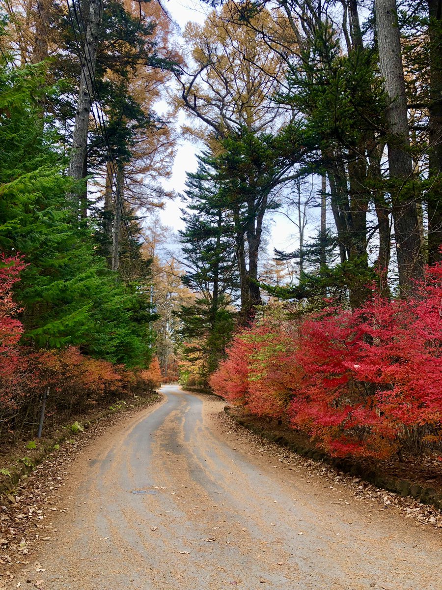 tantoraaroma's tweet image. 京都が空いてる？本当に？🤭

紅葉🍁TOPシーズンに
まさかの事が起こりましたね

先日軽井沢にいた時は
他国の方々だらけで

日本人のご夫人が👩

「すいません
　道を教えてください」
　尋ねて来て

わたしが日本人に見てる確信
持てて嬉しかった😆🇯🇵

道をわたしに聞いても
わからなかったけどね😅