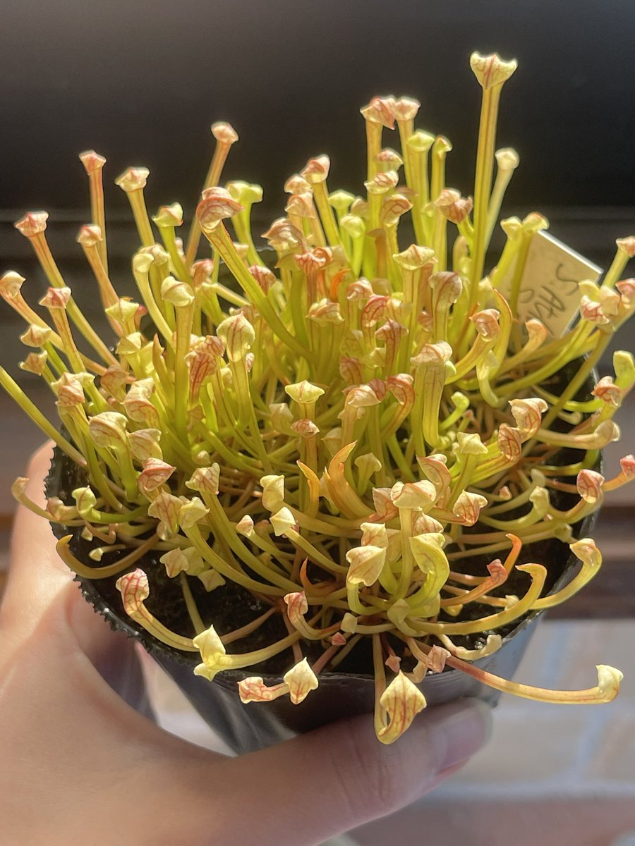 sachi‪ ꪔ̤！ SUGAR CANE “66model” worn for 10 months | HINOYA Official Site