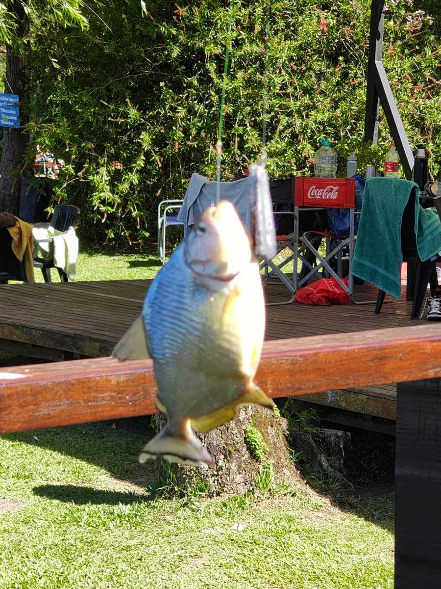 Se preguntarán porque hoy no publiqué nada bueno como lo dije ayer me fui a una isla de sol o sea una isla para pescar y saqué bueno varias cosas que les voy a decir en los alts