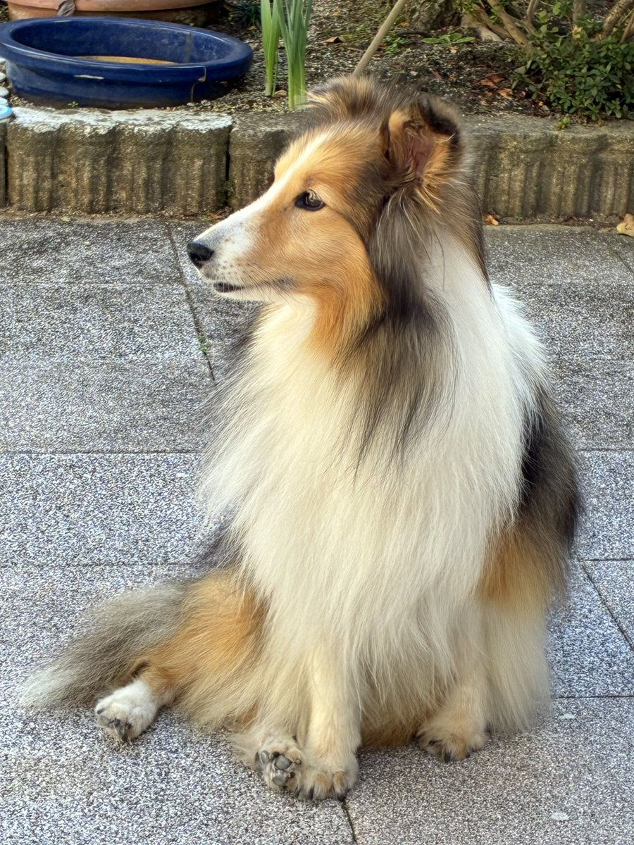 【拡散歓迎】13才の女の子シェルティちゃんなんですが、飼い主さんが緊急入院してしまって手放されて。
家族に迎えてくれる方っているんだろうか・・・長生きできるよう、今は当会でしっかり医療をかけています。

#里親募集 #保護犬 #秘密結社老犬倶楽部