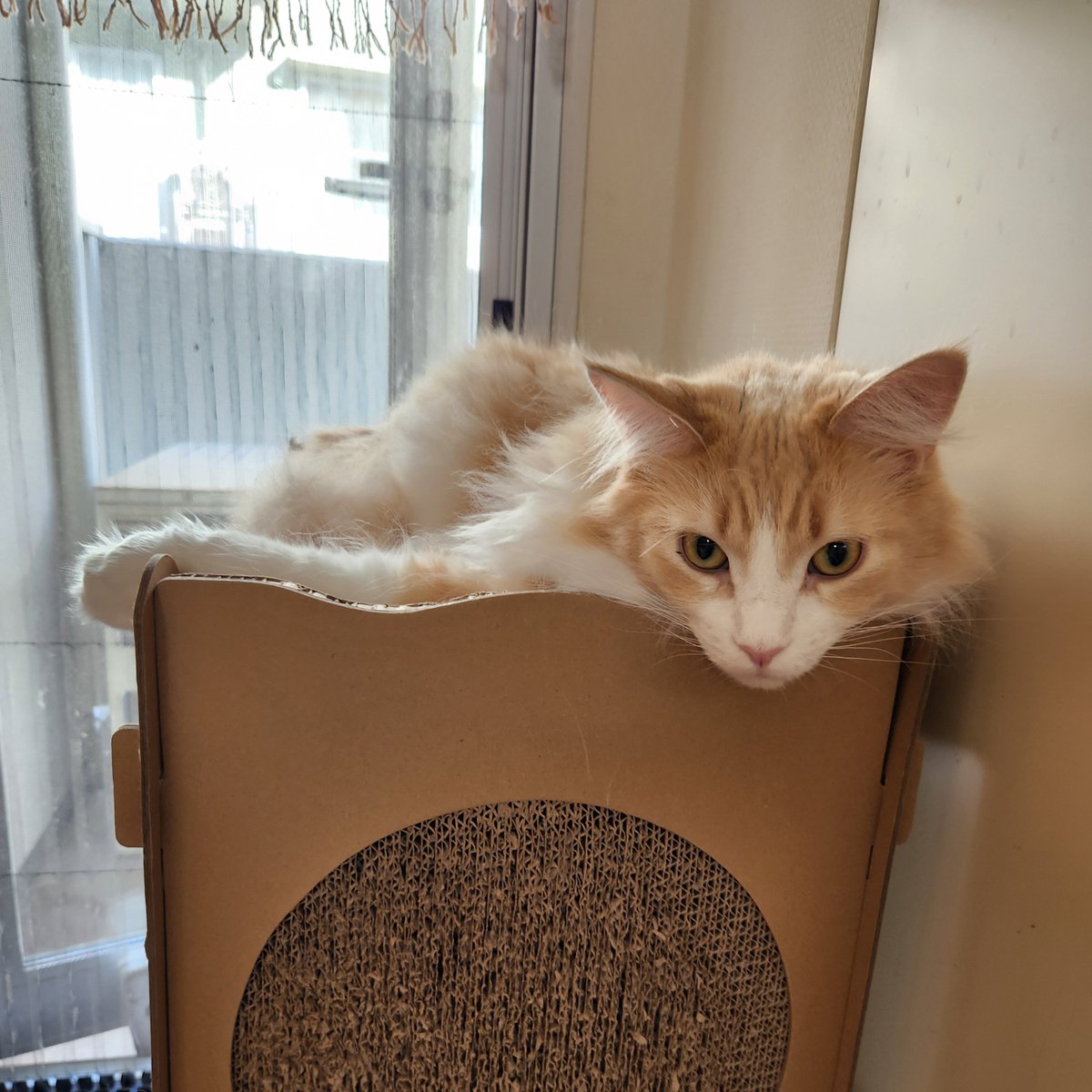 おはようございます☀
上手くいかないことが、続くこともある
猫はいつも通りです
#メインクーン #猫のいる暮らし #猫好きさんと繋がりたい