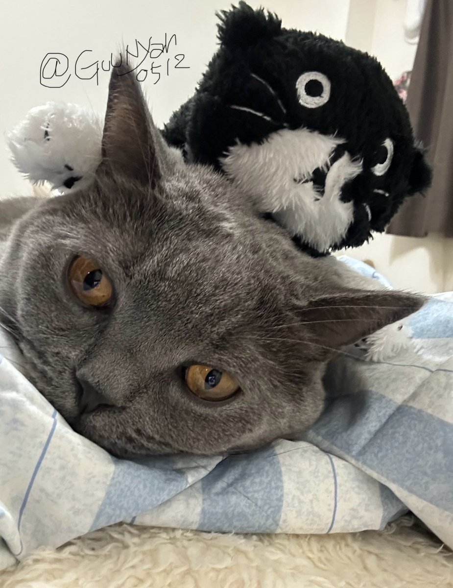 GuuNyan0512's tweet image. ｲｯﾃｷﾏｽ💟guu