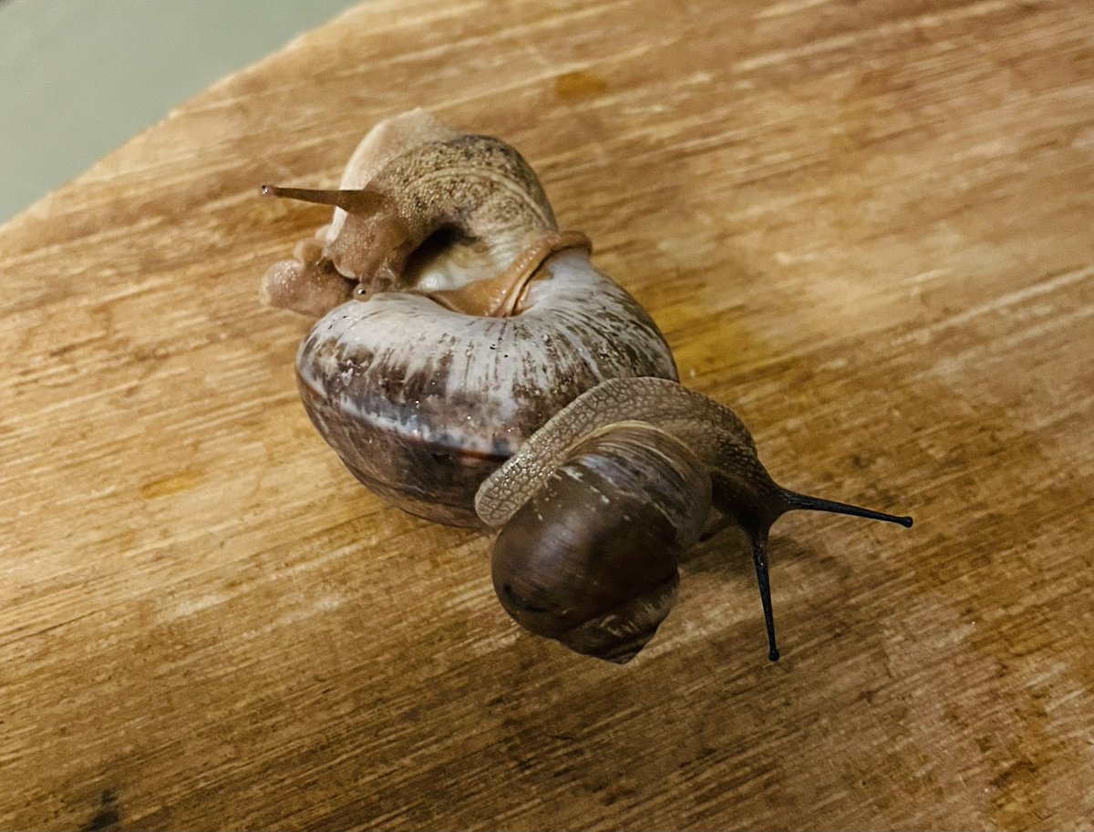 スズカSuzuka🗾🐌 (@pTeLaNOGHRtRPQ6) / Posts / X