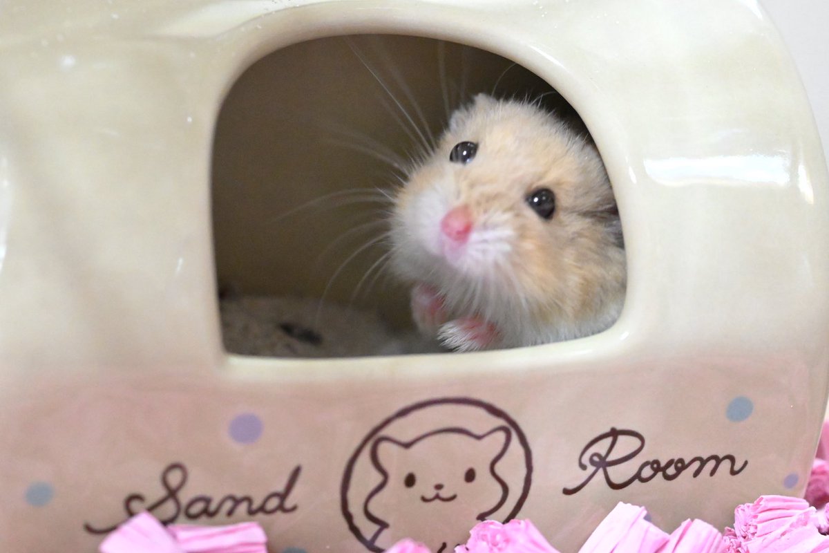 お気に入りの場所見つけたね🤭
#キャンベルハムスター　#ハムスター　#ののちゃん