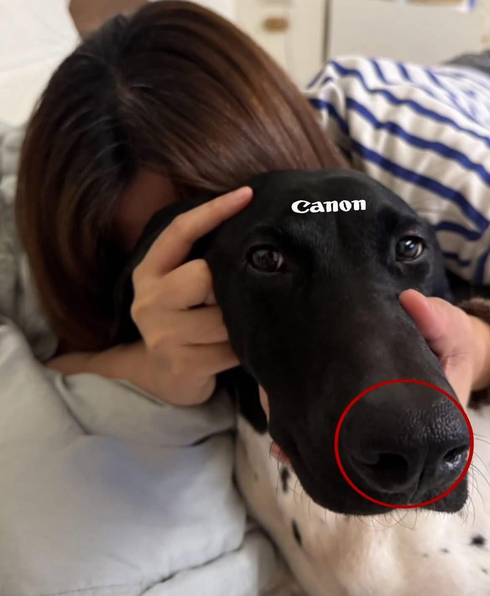 DiloConPerritos's tweet image. ¡Sonríe!