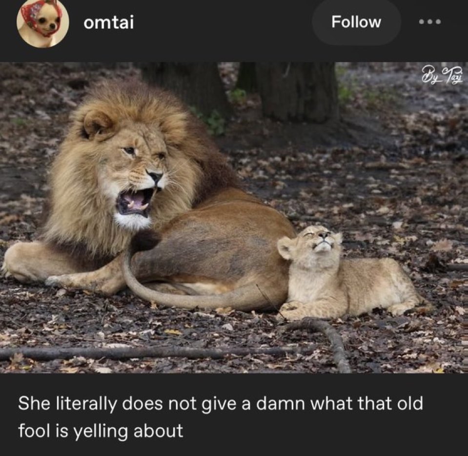 catshouldnt's tweet image. 