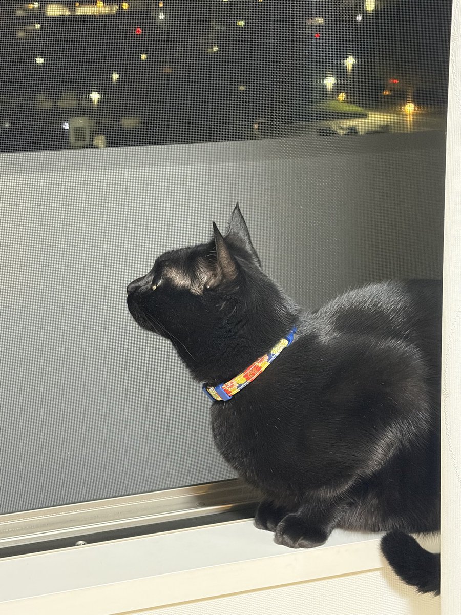 くろねこ みいたろう (@kuro0302cat) / Posts and Replies / X