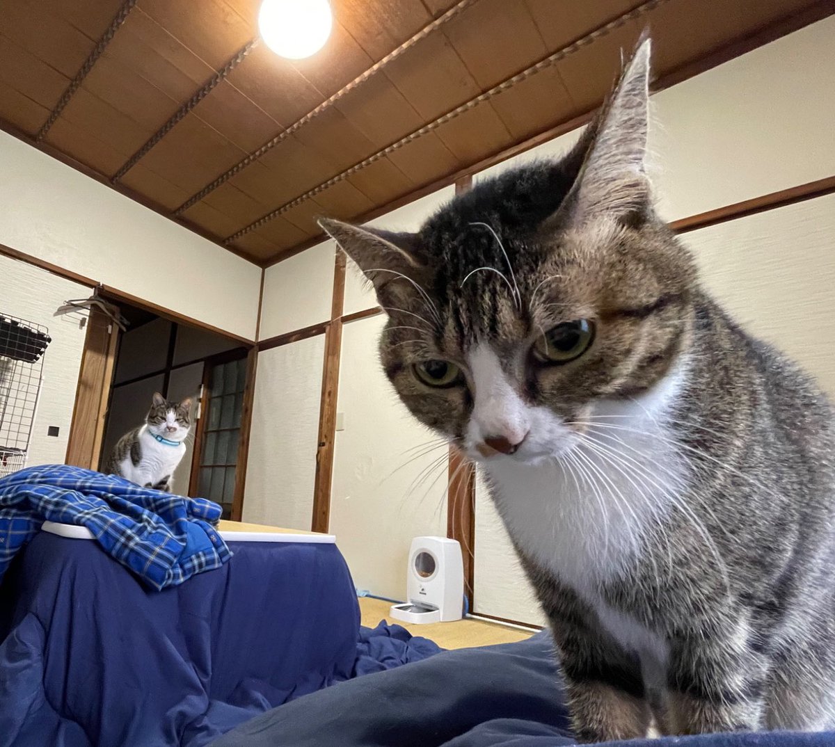 nyanchiku_3biki's tweet photo. https://t.co/U3Cvy7WKt1