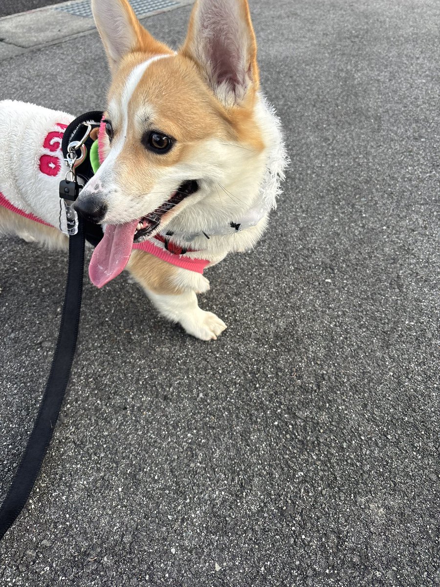 fuwafuwamirach's tweet image. おはようございます☀
今日の朝んぽの様子💁‍♀️✨️よく会うおばあちゃんに今日は派手で可愛いねミラク〜って言われて満更でもない犬。
#コーギー  #corgi  #コーギーのいる暮らし