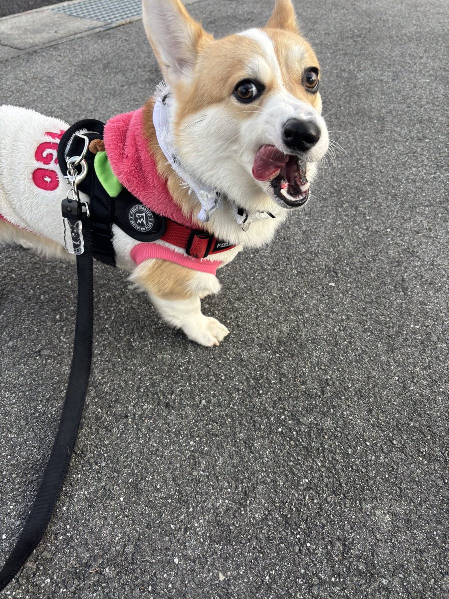 fuwafuwamirach's tweet image. おはようございます☀
今日の朝んぽの様子💁‍♀️✨️よく会うおばあちゃんに今日は派手で可愛いねミラク〜って言われて満更でもない犬。
#コーギー  #corgi  #コーギーのいる暮らし