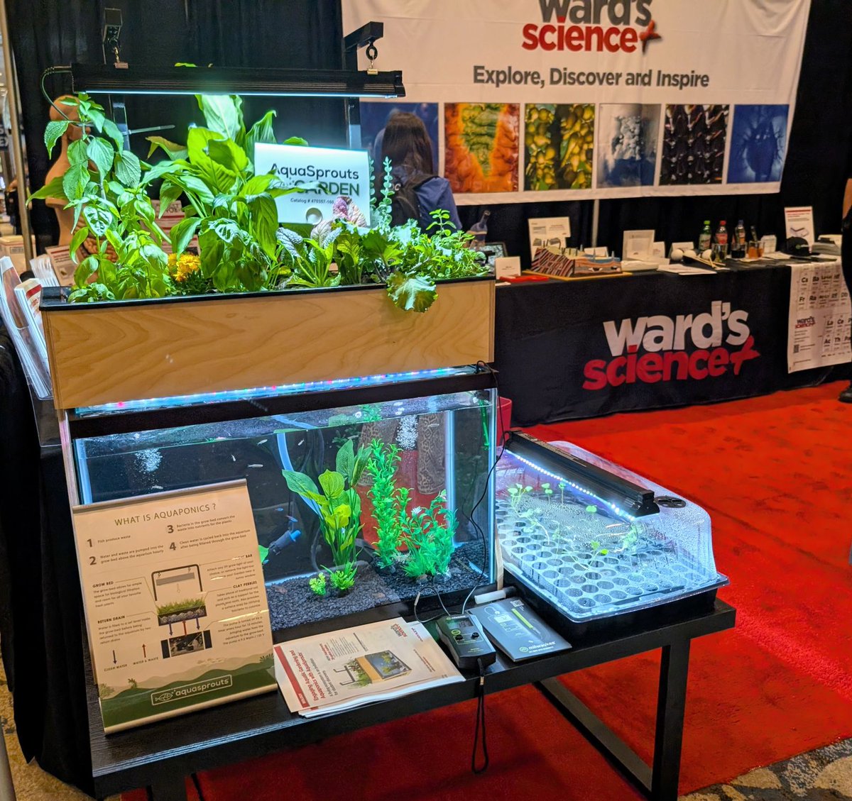 AquaSprouts's tweet image. November was a marathon of science education! We were thrilled to have demos set up with Ward&apos;s Science at @NSTA, @TXScienceSTAT &amp;amp; @STANYSorg  connecting with educators from across the country. Here’s to a great end of the year &amp;amp; getting more students growing!

#STEM #Aquaponics