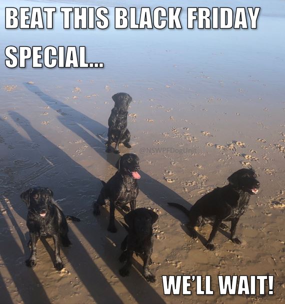 OzDogLover's tweet image. And we thought we'd found the best #BlackFriday specials! We stand corrected! 🖤😜

#AustralianDogs #DogsOfAustralia #BeachDogs #Labrador #BlackLabrador #DogsofNSW #AustralianDogLover #DogMeme #BlackFridayMeme #LabradorLove