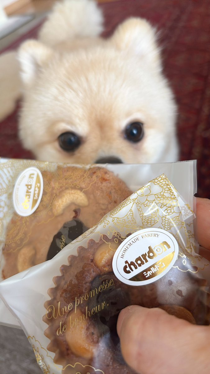 nanmmmt's tweet photo. オマーンで売ってたクッキーもらった😆
万博行った時、カフェオレは買ったけど、まだ万博のインバウンド価格に慣れなくて、800円のクッキーは買えなかったんだよね💦
#ポメラニアン #ポメ部 #Pomeranian  #포메라니안  #poméranien #dog #犬 #オマーン https://t.co/Sv2qAZVGMU