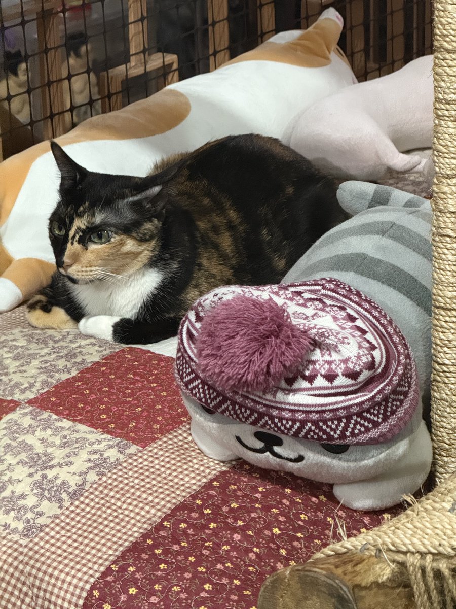 scalizo_art's tweet image. good morning