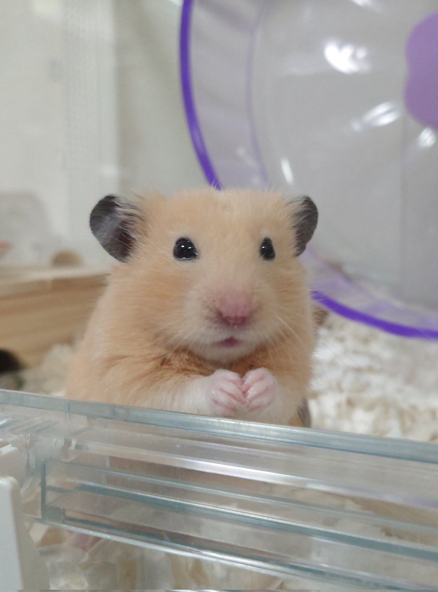 コーンを貰えてﾙﾝﾙﾝｷﾗｷﾗのすめし先輩